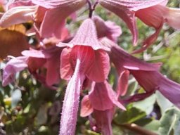 Salvia lanceolata flowers